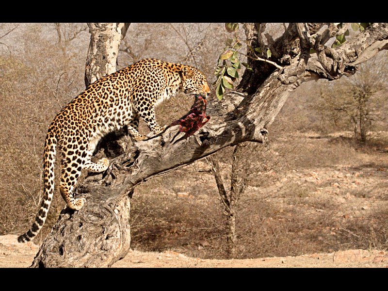 1091 - leopard with carcass - TOFT David - england.jpg